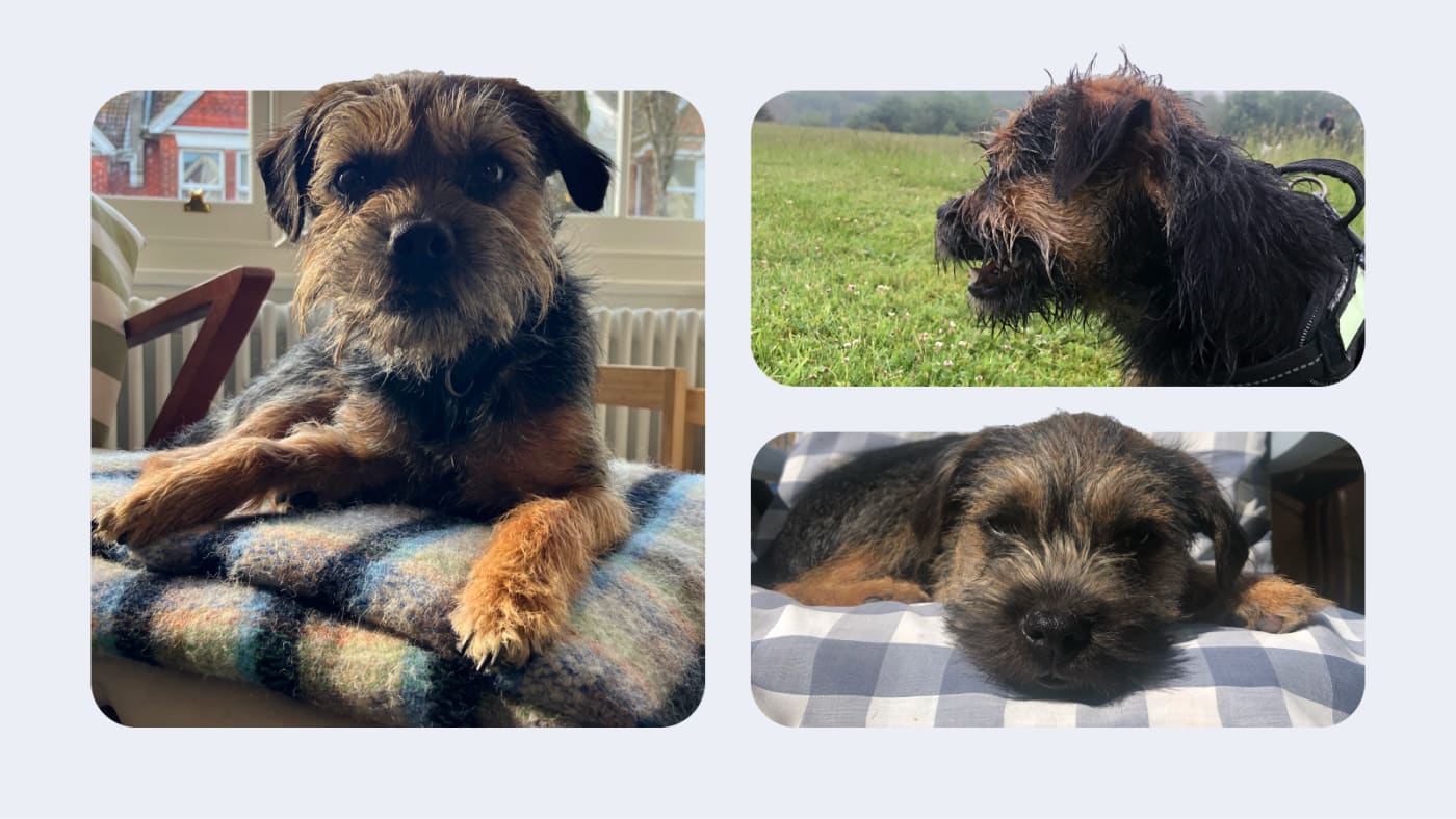 Images of a border terrier dog