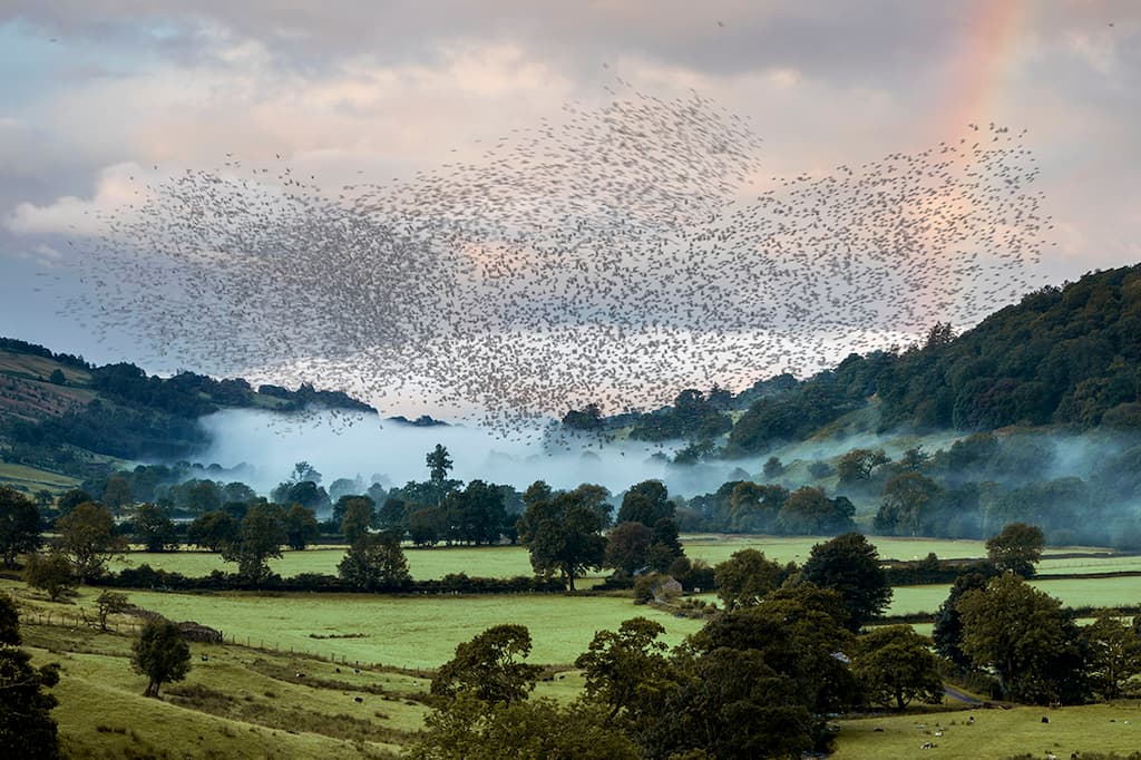 landscape image of a fog and birds