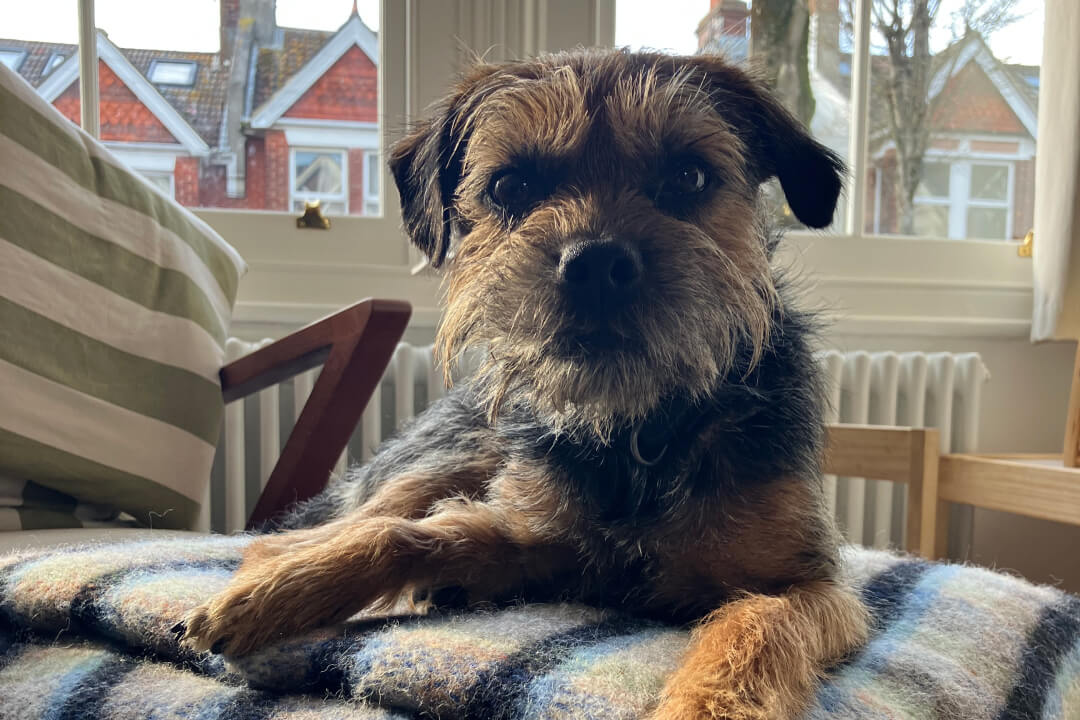 Border terrier indoors with rug