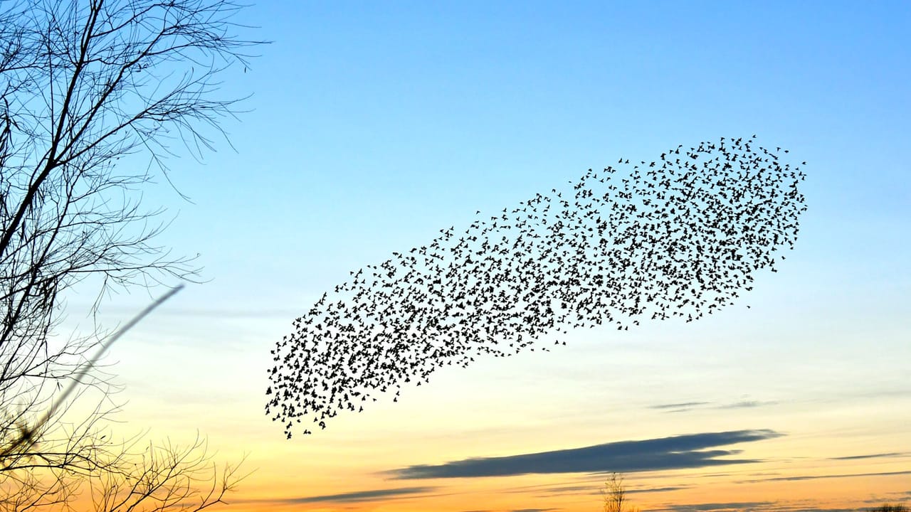Flock of Starling birds flying in the sky