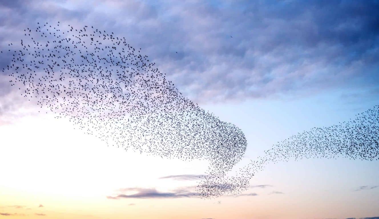 image of starling birds murmuration