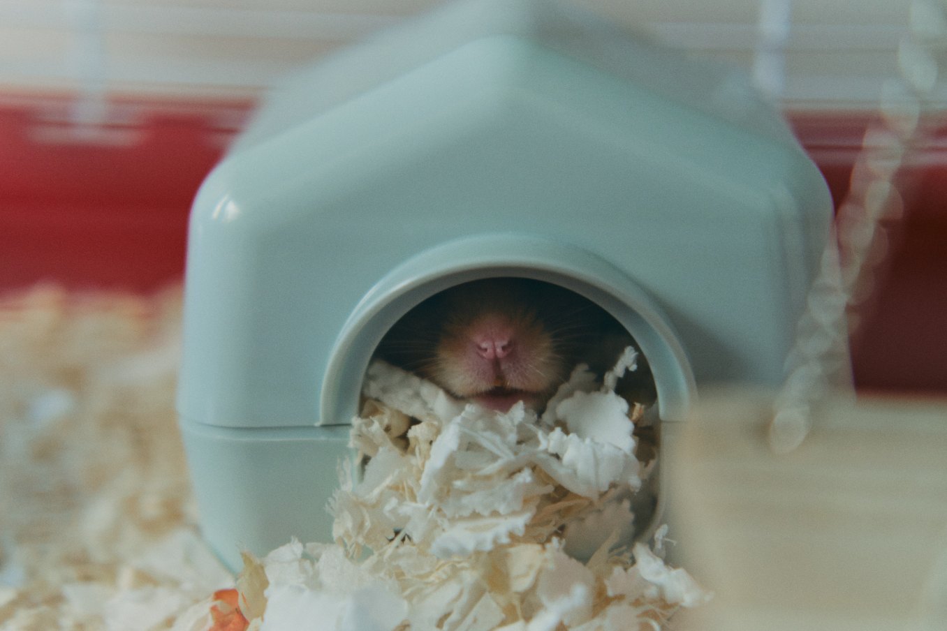 hamster in a blue house with sawdust