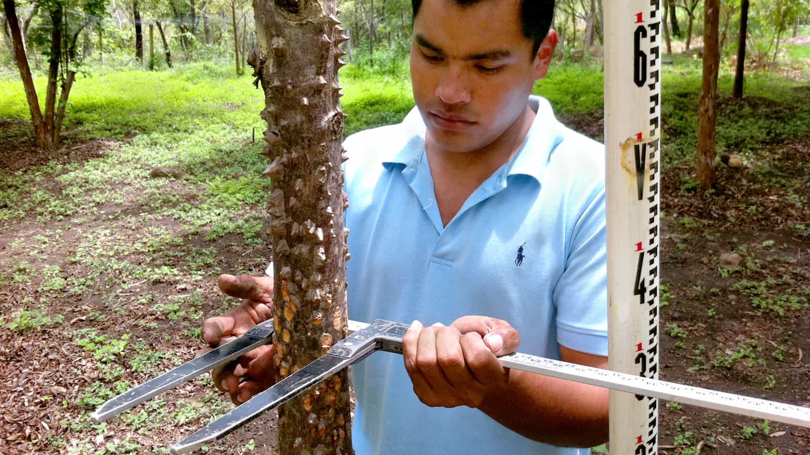 A man measuring the diameter of a tree trunk with a vernier caliper