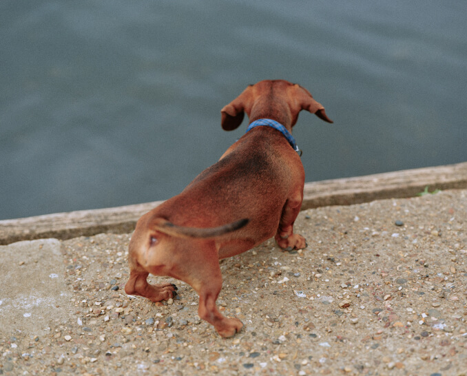 daschund-looking-at-lake