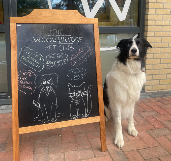 Chalkboard next to a black and white dog