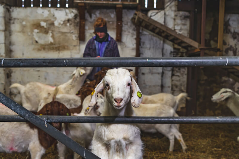 Dot looks after a collective of goats in the background, while one stares into the camera.